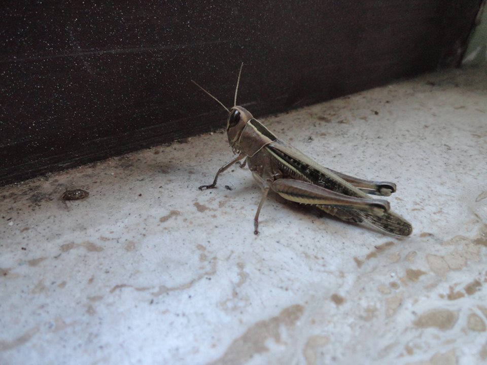 Eyprepocnemis plorans in Puglia